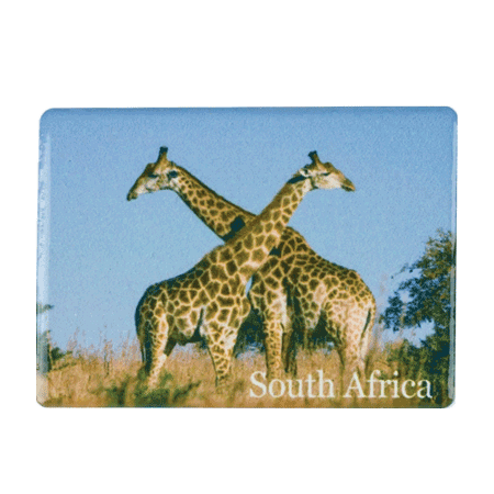 South Africa, Giraffe