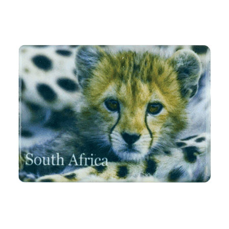 South Africa, Cheetah Cub